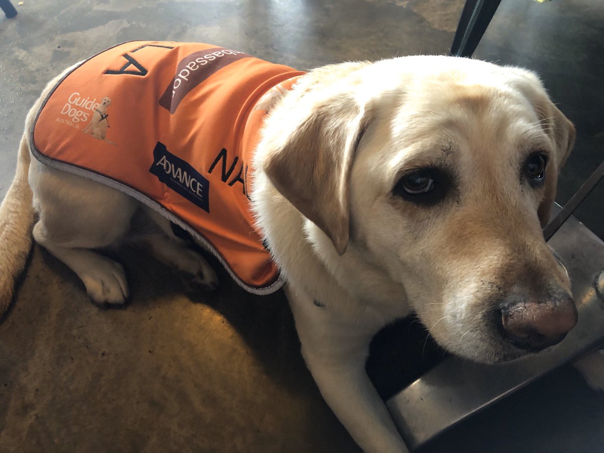 CraigOndarchie's tweet photo. Out to brunch with @GuideDogsVIC Ambassador Dog Nala. She sits under the table, youโd hardly know she was there. Bless her ๐๐๐ฝ๐พ๐พ #GuideDogsCanGoAnywhere https://t.co/FnVUJau63A