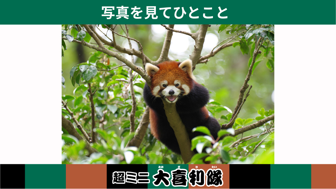 93nambu's tweet photo. 【楽天超ミニバイト】
大喜利に答えて最大500㌽GET🎊

◆◇◆◇◆◇◆◇◆◇
私の回答：こんな野生の森じゃなくて動物園のアイドルになりたかったよ！！
 
  [楽天] https://t.co/nOZeGKSu9l #minijob https://t.co/J6tbY5OBvl
