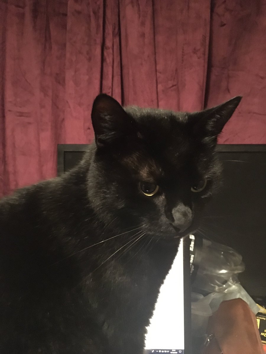 KatieVsBrexit's tweet photo. Ferdinand says
That if Ian Duncan Smith is going to be a Sir,
he wishes to be known as Archduke Franz Ferdinand.
I've told him that this may be in poor taste.
He says he has no intention of becoming the cause of WWIII.

#FerdinandSays #SirJohnBercow #KnightmareIDS #CatsOfTwitter https://t.co/KpTQGHcCIb