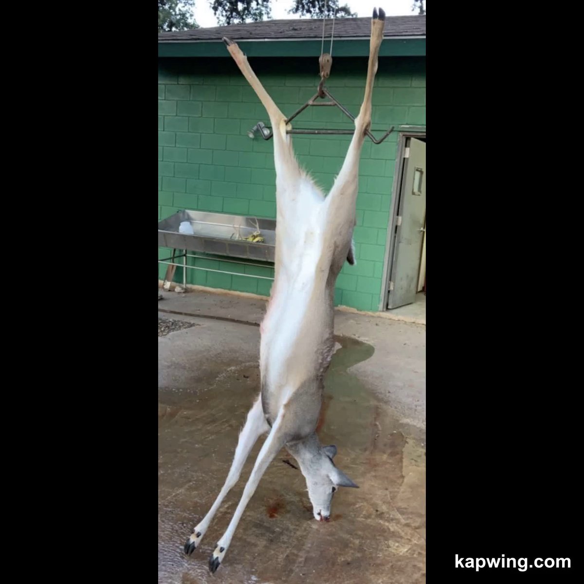 sadie__pacheco's tweet photo. Since this was an early grad present I guess I have to graduate now 🦌 #13point #154and1/8 #BigDoeToo https://t.co/bHfNZbcff4