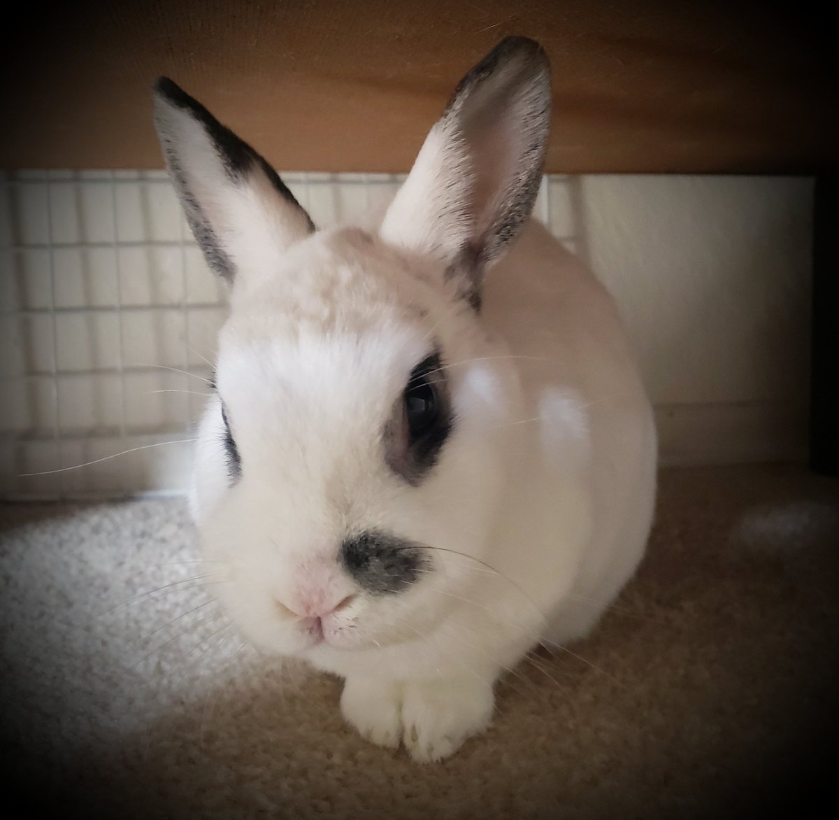 MiniAppl3's tweet image. MiniAppl3 last video will be out today. ❤ This is not the end. Btw, Kitty just turn 11 years old.