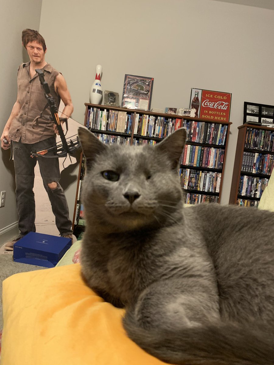 MyCatGeorge2's tweet photo. Wassup? Sunday handsome from Uncle Tony ❤️
#oneeyedcat #piratecat #russianbluecat #rescuecats #rescuekitty #AdoptDontShop @PetSmartChariTs #northcarolina #CatsOfTwitter https://t.co/lyf2iYk9wr