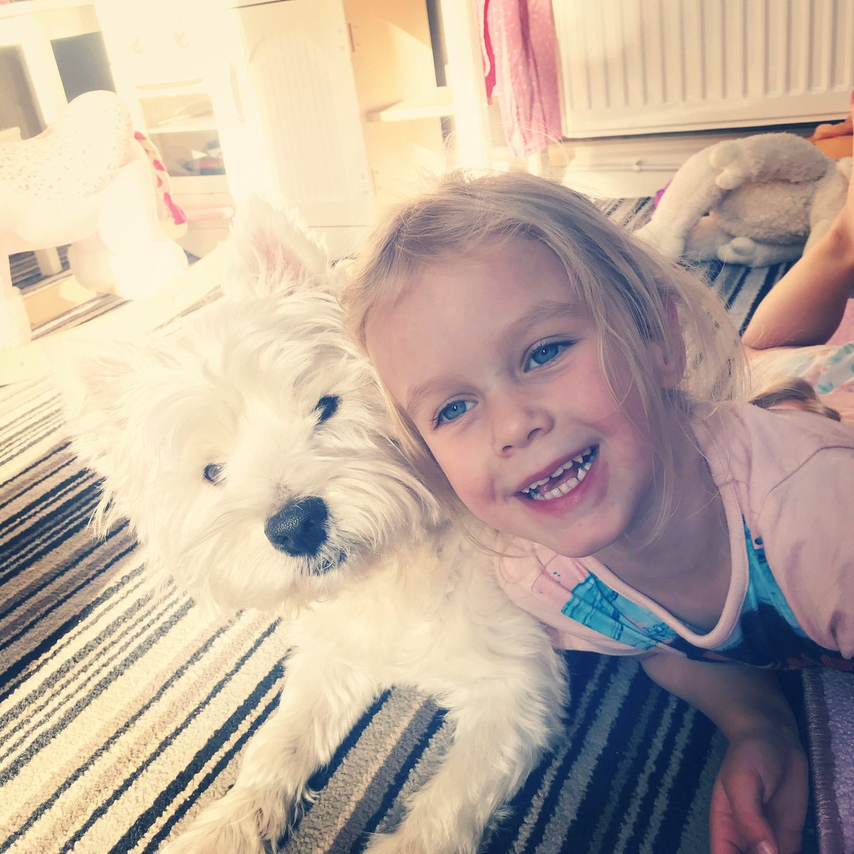 Georgie__Dog's tweet photo. @MsRoseCavalier She’s all grown up now Rose, almost 4! How are you x https://t.co/aJ77j7nqcR