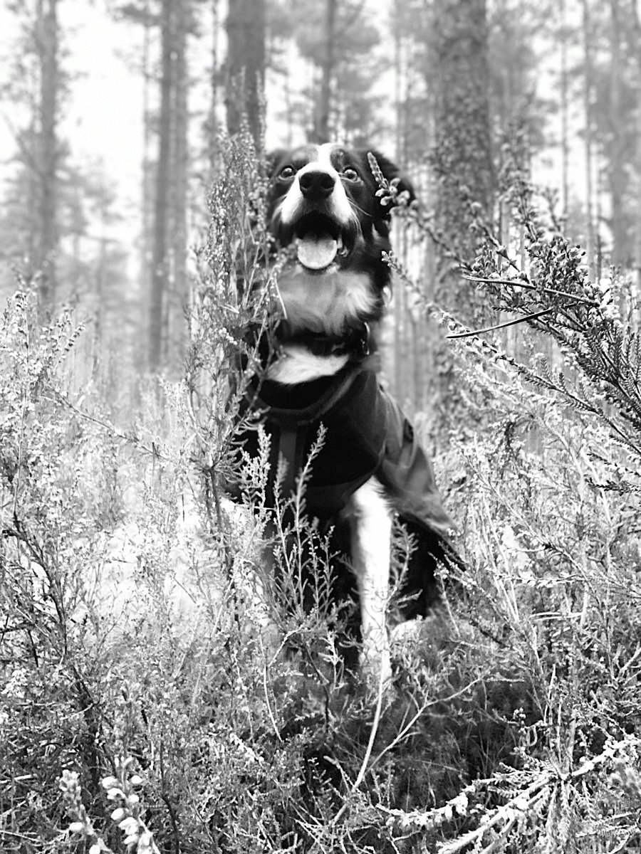 Christinethom22's tweet photo. Woodland wanders with the #pupontheprowl such a gorgeous walk this morning with #posingpup  @BCTGB https://t.co/TD9k866NiW