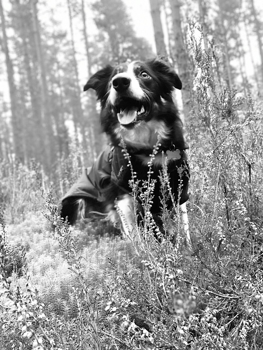 Christinethom22's tweet photo. Woodland wanders with the #pupontheprowl such a gorgeous walk this morning with #posingpup  @BCTGB https://t.co/TD9k866NiW