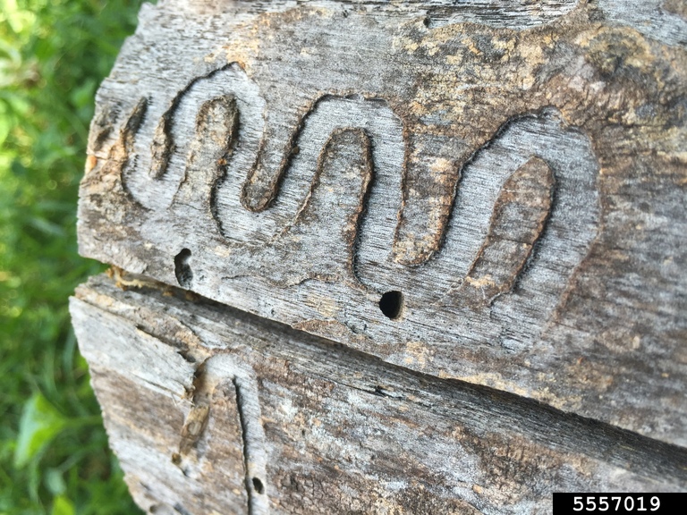 Once an #AshTree shows symptoms of an Emerald Ash Borer #beetle (#EAB) infestation it will die within a few seasons. bit.ly/Emeraldashborer Early detection is more effective if you do annual checks on your #Ash trees. #firstdetector

Image courtesy of insectimage.org