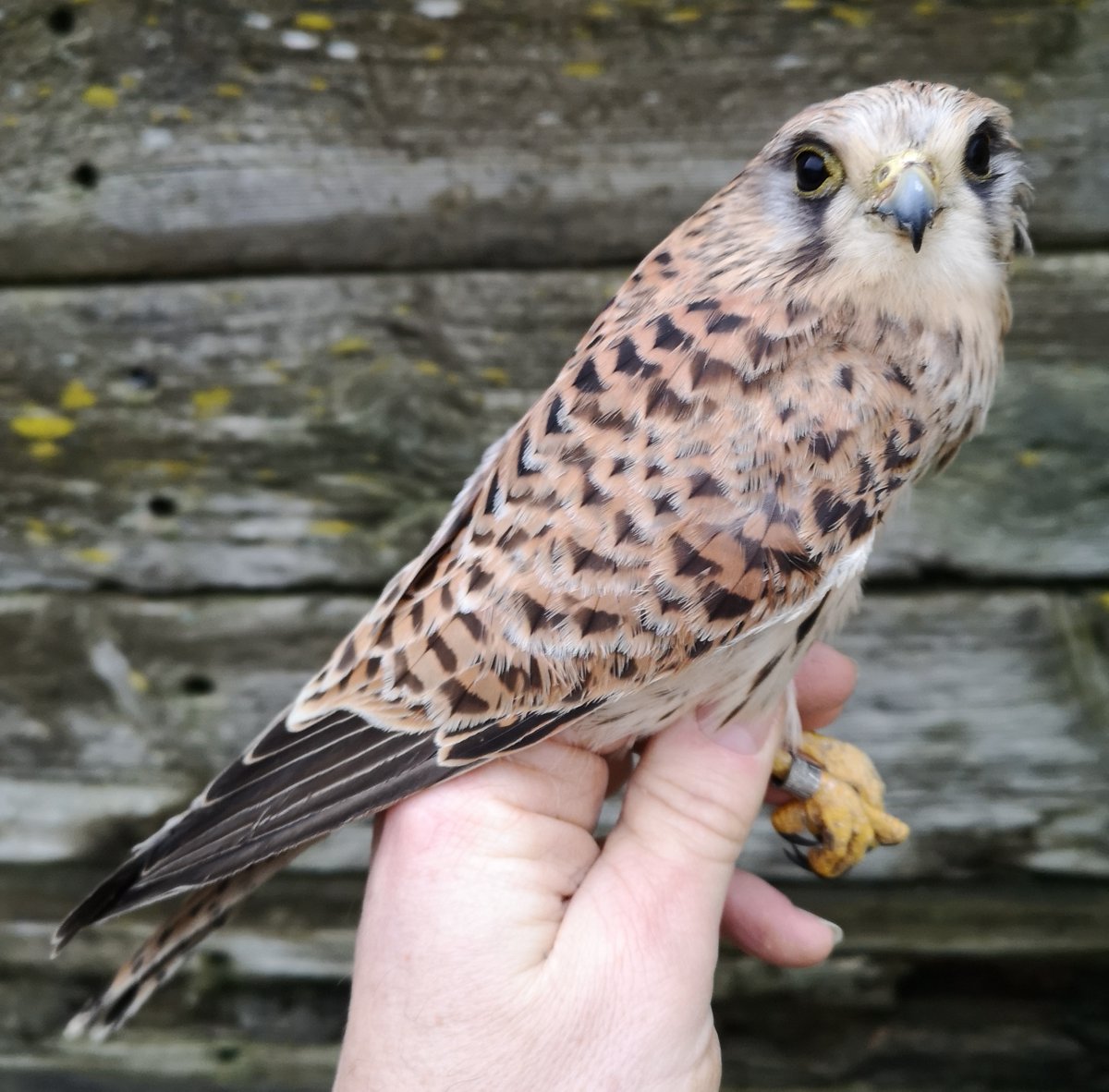 Interesting session monitoring Sparrows on Marlborough Downs. 14 ringed &amp; 33 retrapped with the local movements shown on the map showing nos ringed as nestlings &amp; retrapped at the red site today. Total 125 birds caught included 3 superb Corn Buntings, a Kestrel &amp; a Fieldfare.