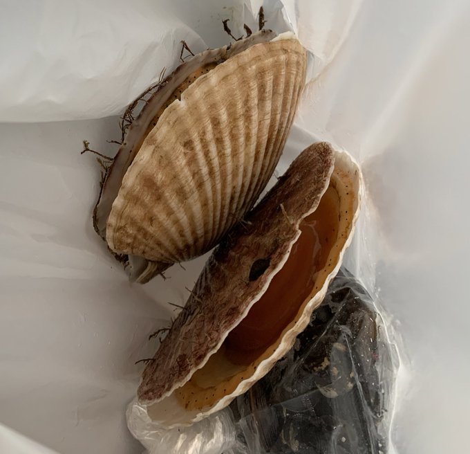 貝のtwitterイラスト検索結果 古い順