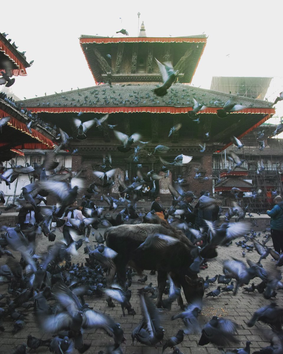 Nov.2019 in Nepal kathmandu
Durbar Square

#Nepal #travel #trip #nature #beautiful #photography #sigma #kathmandu  #morning #ネパール #カトマンズ #DurbarSquare #awesome #instagood #pigeon #cow #temple #view #snap