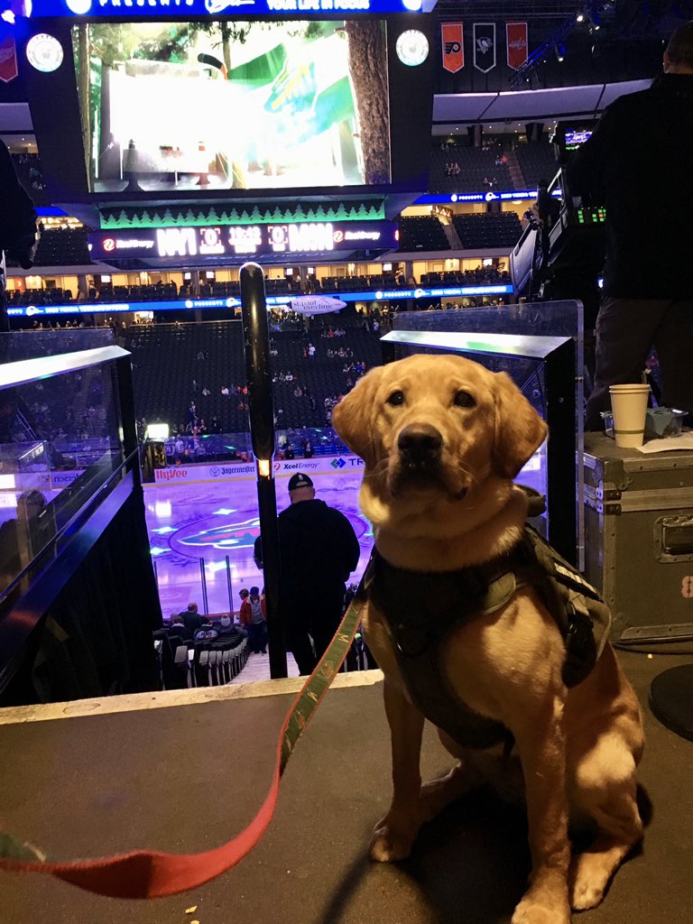 mnwildpup's tweet photo. hockey time! 

come see me at section 208 during the first intermission pls 🐶 https://t.co/nsRC7LZdGN