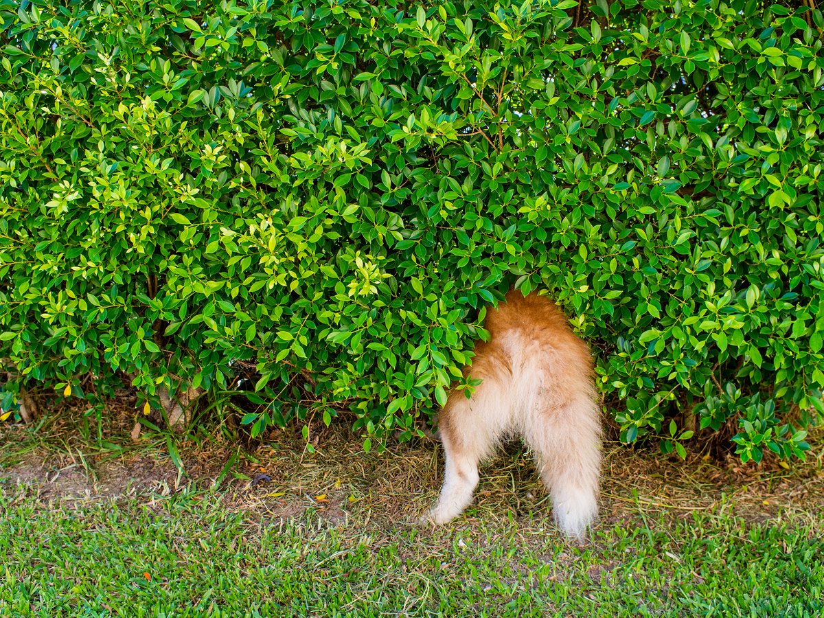 Got dogs?

bit.ly/34zcGDl