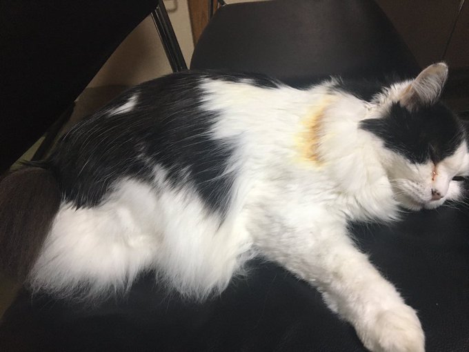 茶色のTwitterイラスト検索結果(古い順)。