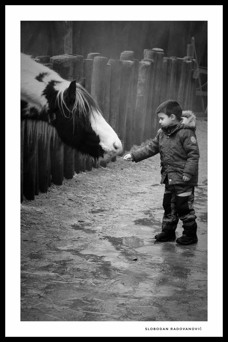 zvecanski's tweet photo. Mali moj
#Horse #bnw_captures #bnwphotography https://t.co/WpKFtpLJf4
