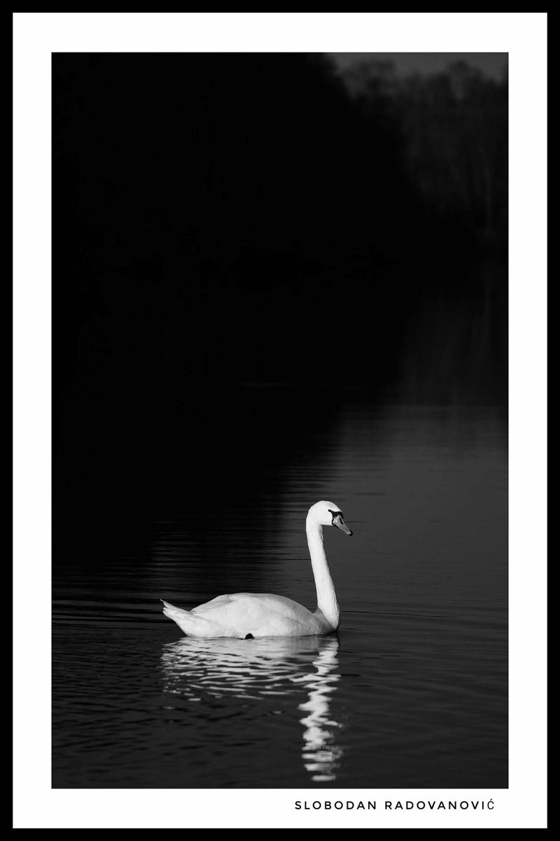 zvecanski's tweet photo. Vidi labuda
#bnw #bnw_captures #bnwphotography https://t.co/3yIkuFvIE6