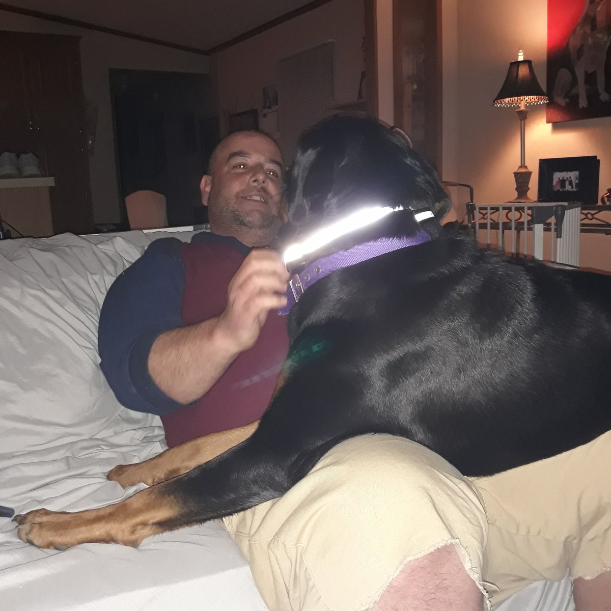 sugarrayray's tweet image. I&apos;m really a lap dog.
#dogsoftwitter
#Rottweilerbaby
