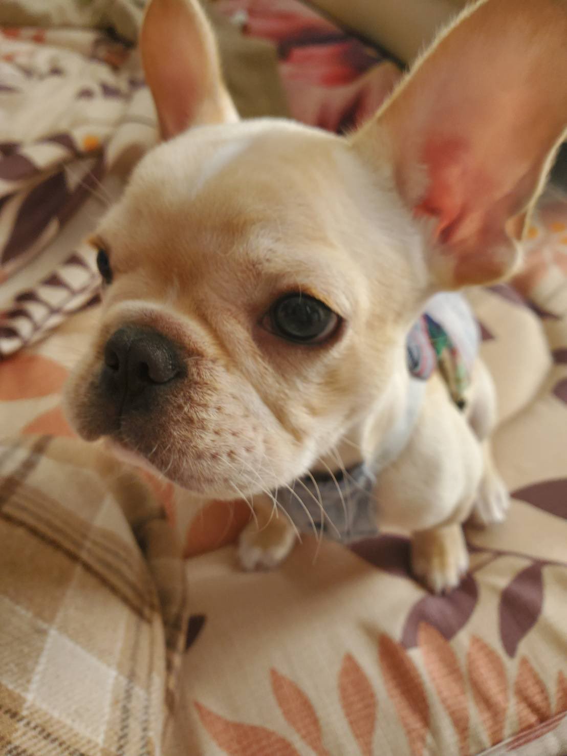 تويتر Calme French Bulldog على تويتر 家族に仲間入り フレンチブルドッグ 赤ちゃん 可愛い ワンちゃん 犬 家族 人懐こい T Co Oqmabz3ztj