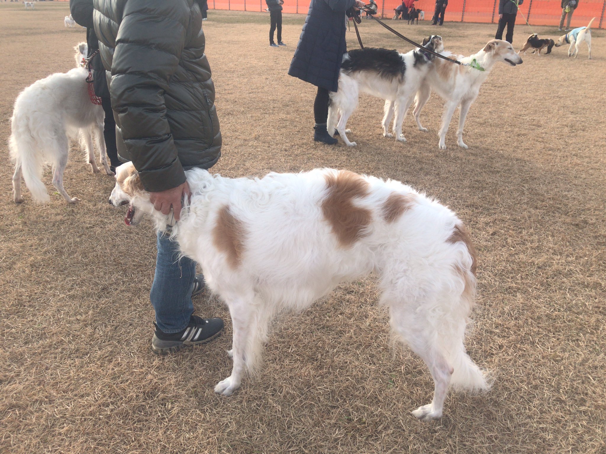 がんぼるぞい Borzoi 僕は大型犬よりも小型犬と遊びたい 大型犬がこわいらしい がんぼるぞい Translation I Playing With Small Dogs Rather Than Large Dogs He Seems Scary Of Big Dog Forever T Co Rutfp7uvvn Twitter