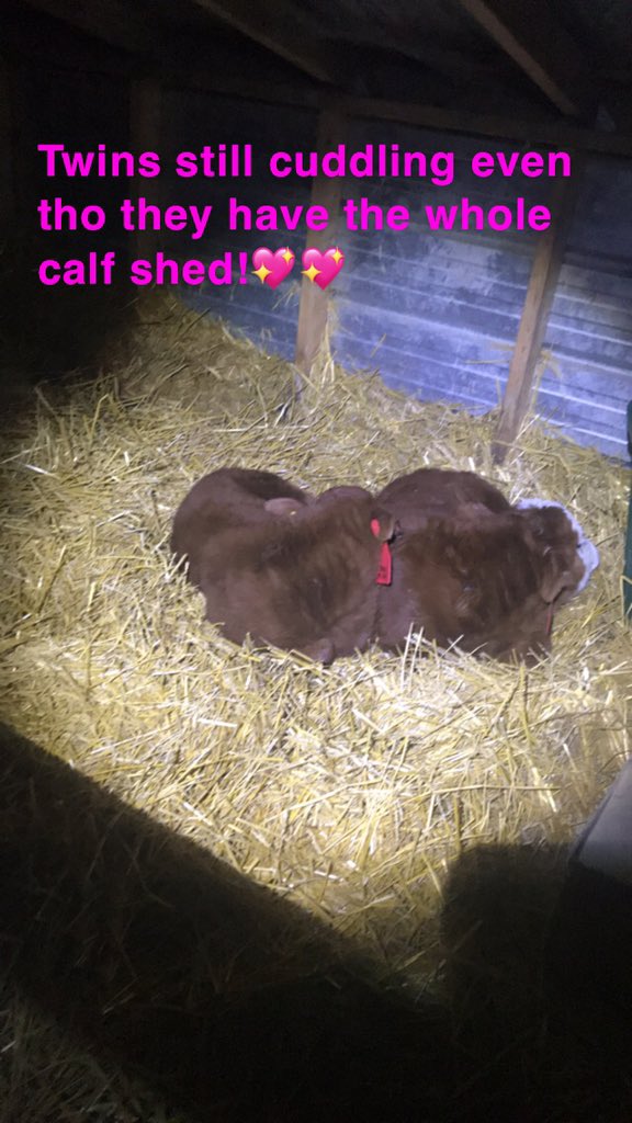 Smileybarbjack's tweet photo. #twins #beef #calvingseason #besttimeoftheyear #farmlife #farm365 #agmorethanever https://t.co/WerAV9iS8c