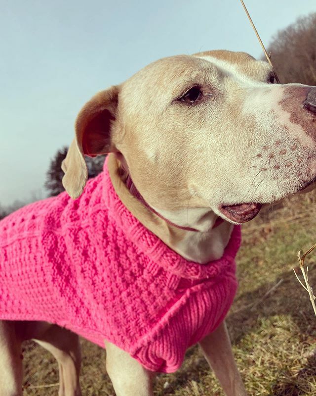 This me all ready for a day in the country 
#ellethedog ift.tt/2thtQYZ