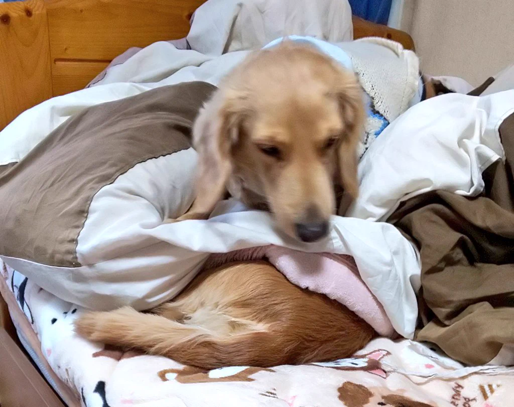 @hidekiccan ケツはみ出してる上にイッヌ🐶 