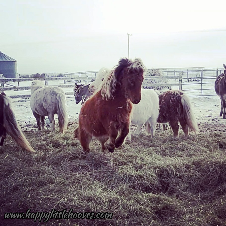 Lacey the wild pony lol. #happylittlehooves #laceythepony #ponyhour #minihorses #horses #ponies #minihorse #sillypony #playtime #rearinghorse