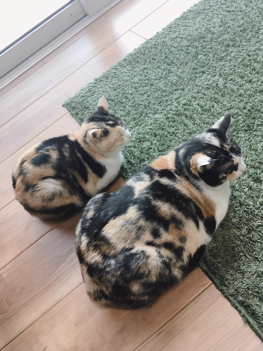 【同じ日に生まれたはずなのに】猫の姉妹の体格差に共感の声が相次いでいます