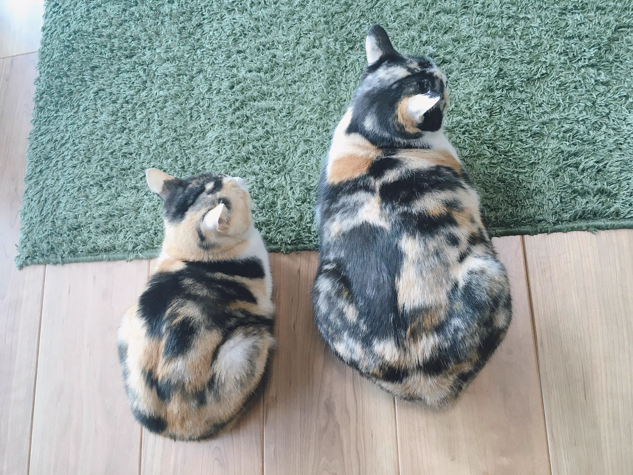 【同じ日に生まれたはずなのに】猫の姉妹の体格差に共感の声が相次いでいます