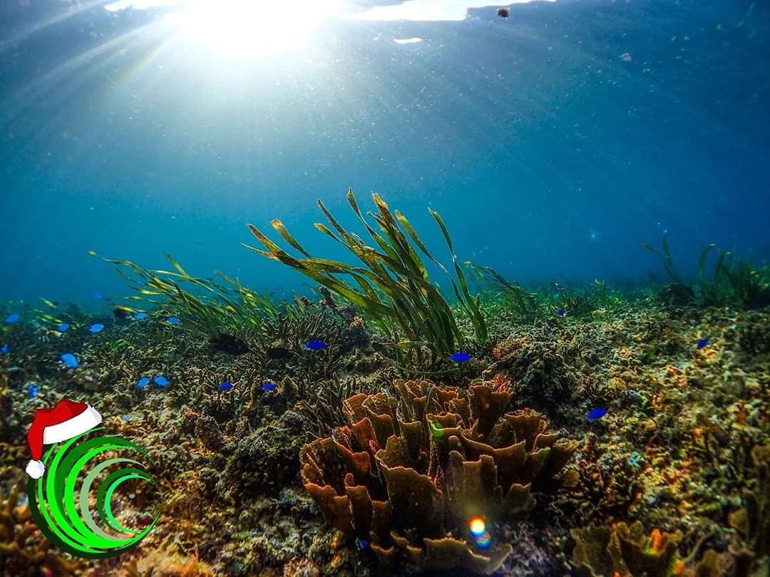 Day 22:

Wanting winter sun? 🌞 

Consider your impact on marine life whilst selecting your destination 🌎 

Was that sea view hotel built on land reclaimed from #mangroves or #seagrass, are their local eco-tours or what's the #government stance on marine protection? 🚢