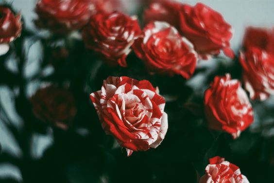 - Starter Call! -

❝ If you don't know where you want to go, then it doesn't matter which path you take. ❞

 ♡ for a short starter.    
   ↺ to spread the word.       
      ♡ + ↺ for DM plotting.