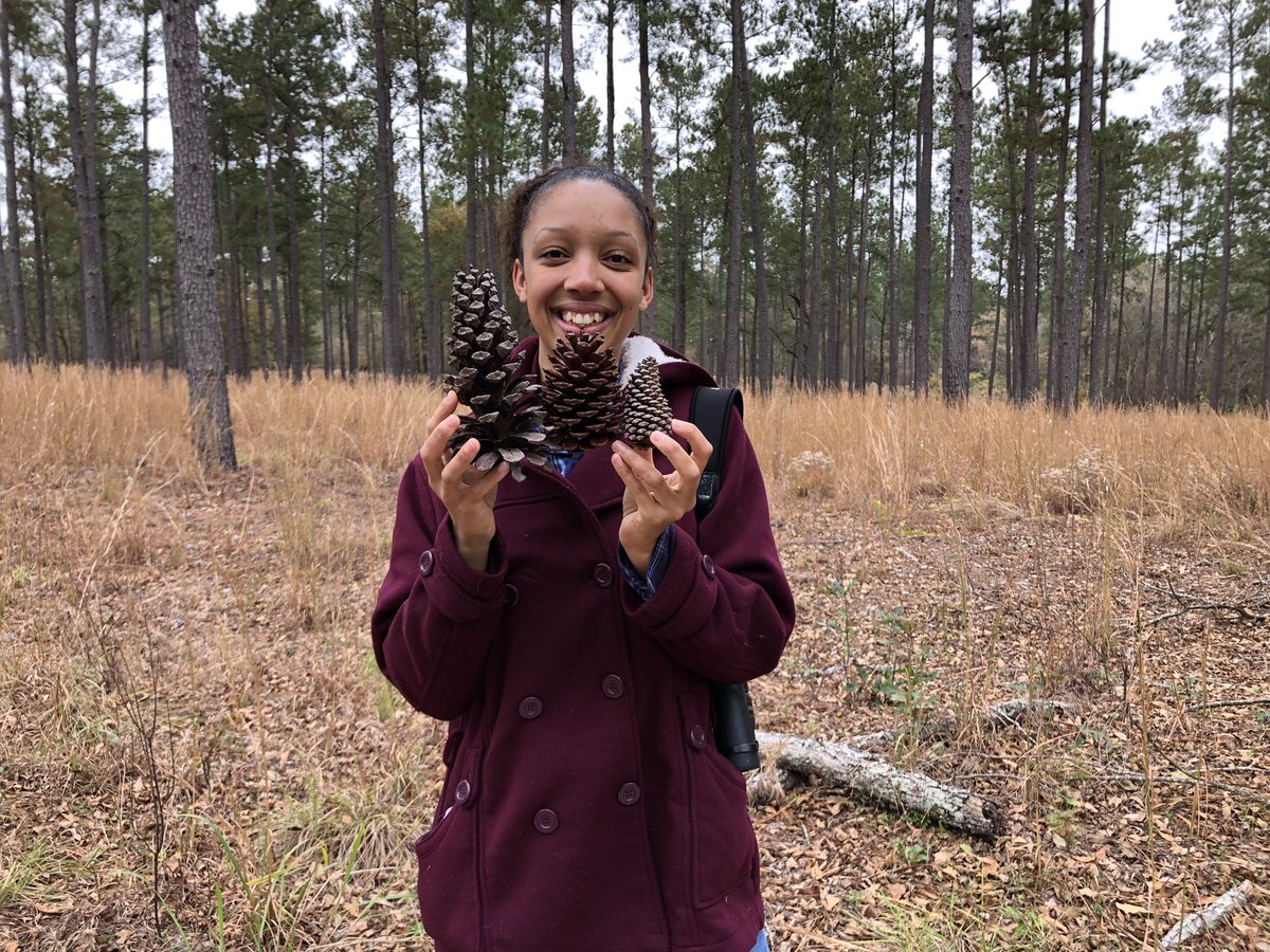 hood_naturalist's tweet photo. Being a city girl in graduate biology means that lots of my experiences in nature are firsts.

Thanks to my BOMB PROFESSORS (follow them👇🏾) I got to see my FIRST EVER PINE SAVANNAH, and it’s amazing!!!! 

These cones are from Longleaf, Slash, and Loblolly pine trees (L to R). https://t.co/rtHBYyCMYk
