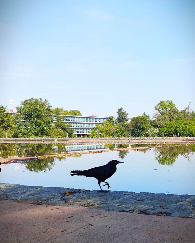 JorgeDlaTorre's tweet photo. In the creation, the Zanate having no voice, stole its seven distinct songs from the wise and knowing sea turtle. You can now hear the Zanate's vocals as the Seven Passions (Love, Hate, Fear, Courage, Joy, Sadness, and Anger) of life.
.
.
.
#photography #nature #bird #notacrow #w https://t.co/74tYyY8Sfb