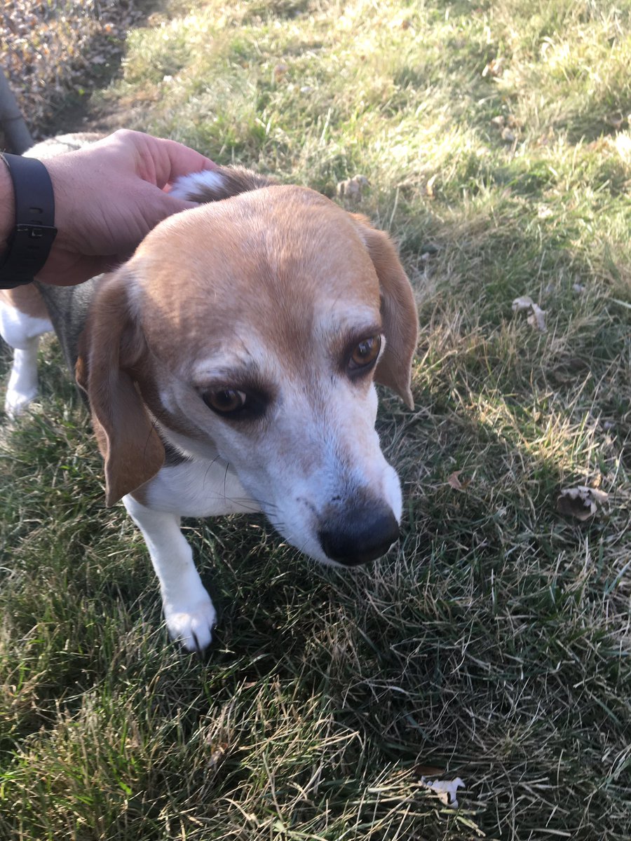OPDk9Falco's tweet photo. @omaha_scanner Gerdie the Beagle is the hero!
She was hollerโn her head off at the last suspect hiding on her roof.
The officers didnโt listen at first.
๐๐
#TeamGerdie
#BeaglePower https://t.co/QCR9TM5hEy