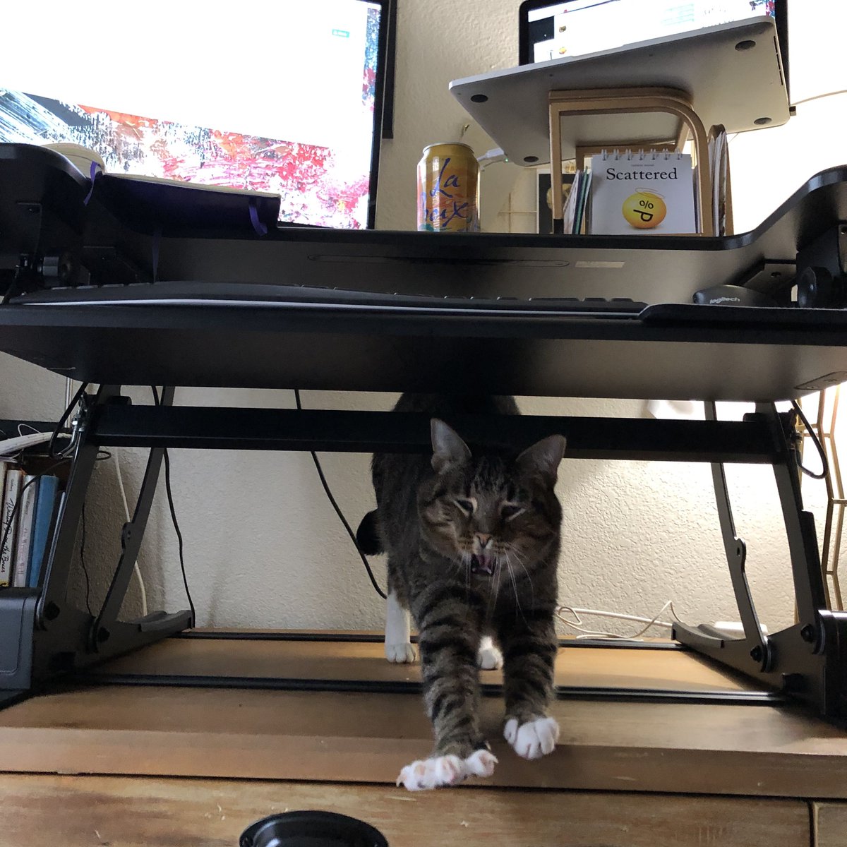 GoldenRuleEdit's tweet photo. I bought myself a Christmas present. Love the standing desk so far! Except the part where Stryker climbs underneath it &amp; tries to claw at me to get my attention. At least he isn’t standing in front of my computer monitor or on my keyboard anymore. Merry early Christmas y'all! https://t.co/wxeMblDBf9