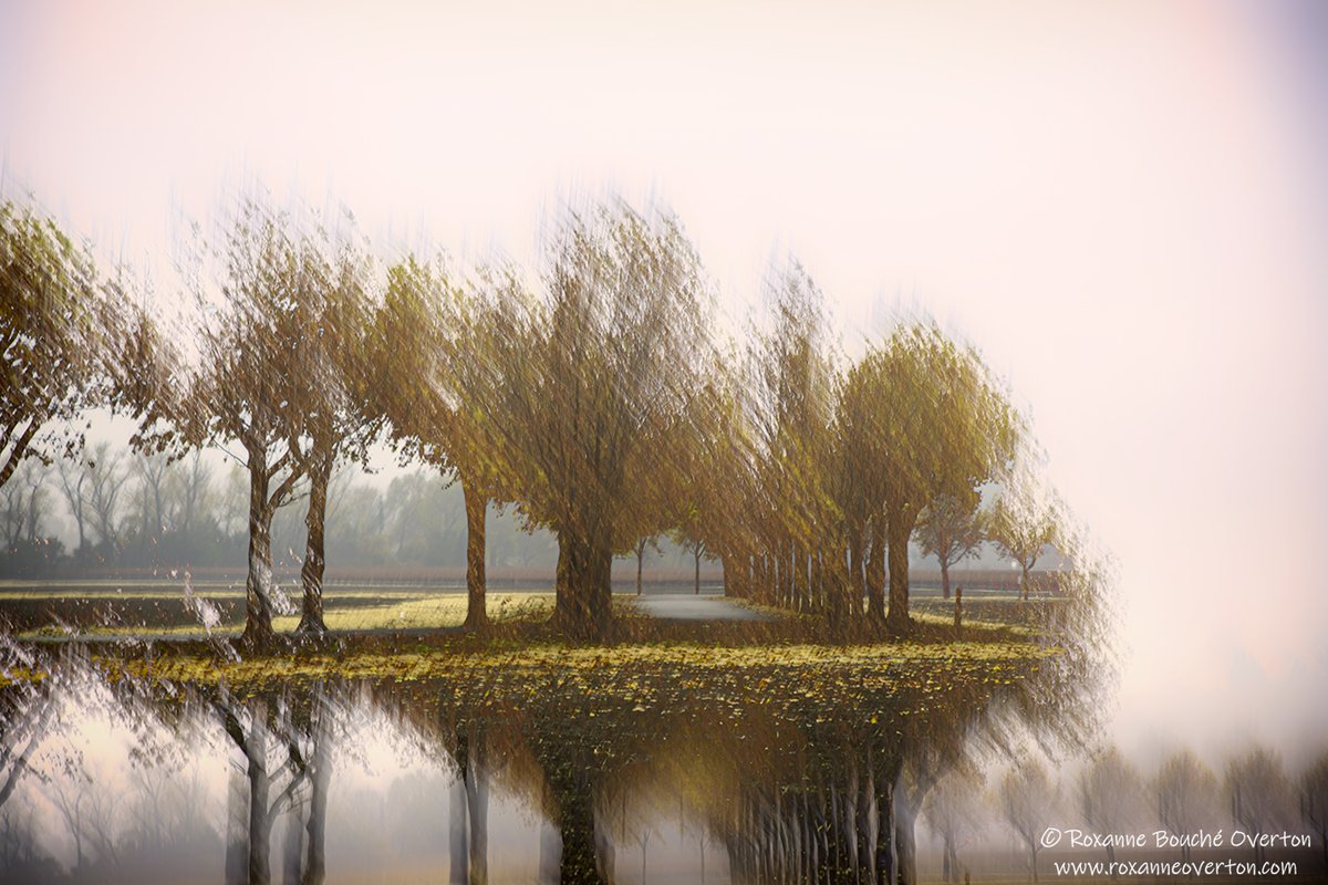 roxanne_overton's tweet photo. Multiple exposure reveals snips of the scene giving a mirage effect to this in-camera creation. https://t.co/4XCoITwuj0 #me #multipleexposure #photosofmylife #trees #sublimeframe #binded #abstractexpressionism #photography #landscape #landscapephotography #earthscope https://t.co/ZaUTzAvrYK