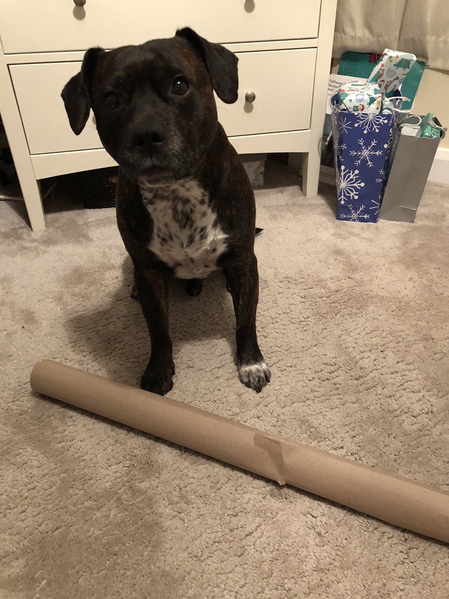 carolyn_a7's tweet image. 🐶”Please 💕 can I have the big paper roll? I want to chew it all up”.  🎄 🎁  🎅🏼 #staffiesunday #dogs #wrappingpresents #staffie