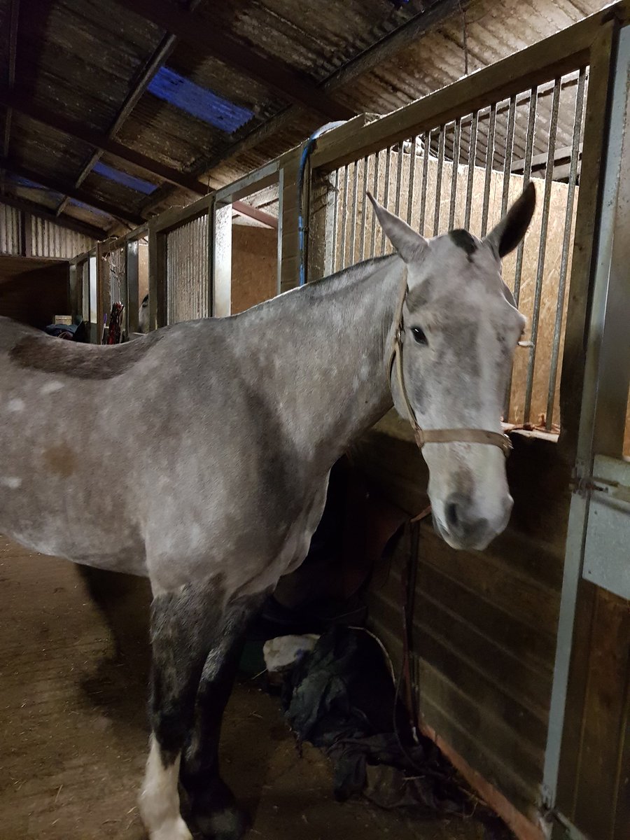 lanhilllamb's tweet photo. Both of us not sure about the new haircut... no more plaiting though! #irish #hogged #horsethug https://t.co/oct6yjZhUI