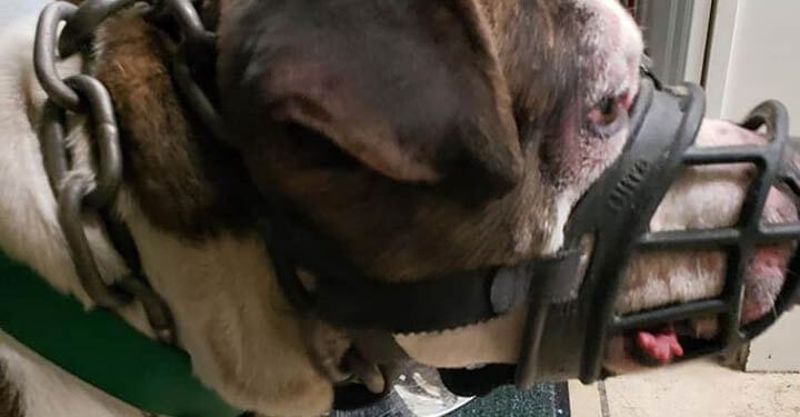Muzzled, Chained and with Frostbite, Left to die – Saved by the troopers doggiescare.com/muzzled-chaine…