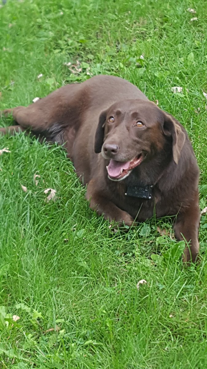 BarbyCodey's tweet image. I got my Christmas ham right here