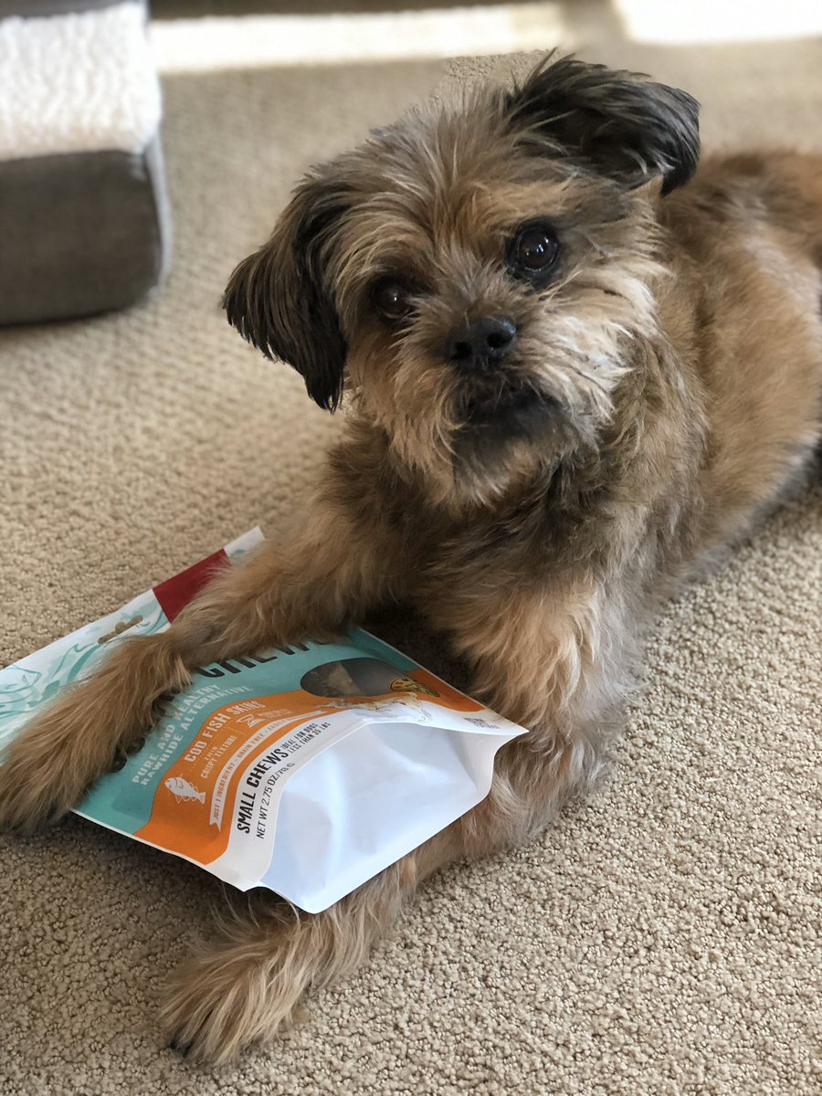 KellyGuldi's tweet photo. My favorite grinch is back at it! He knows they’re his &amp; doesn’t want to let me wrap them! #everydayimbrusseling https://t.co/PYilL6li3F