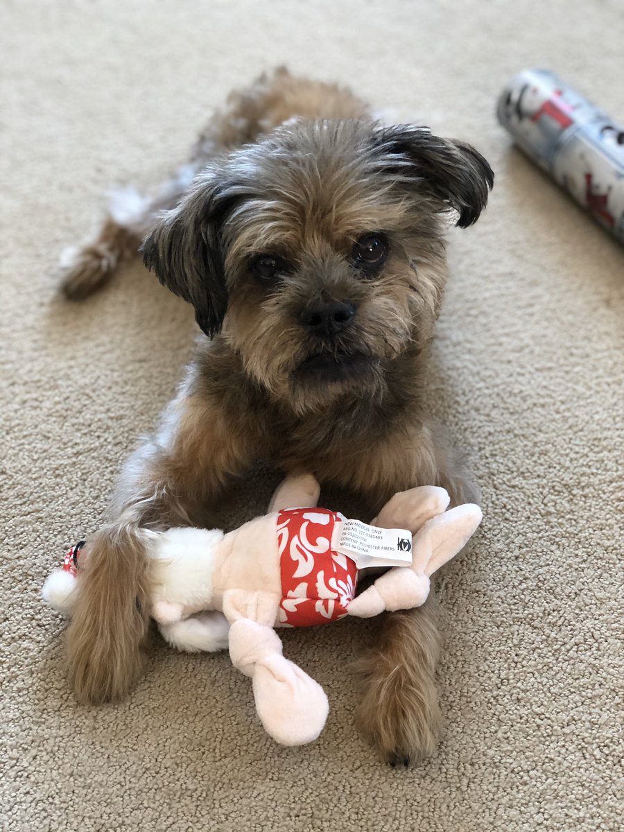 KellyGuldi's tweet photo. My favorite grinch is back at it! He knows they’re his &amp; doesn’t want to let me wrap them! #everydayimbrusseling https://t.co/PYilL6li3F