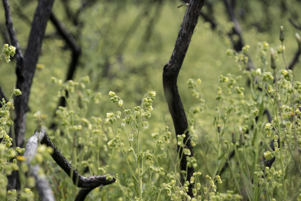 lechroy's tweet photo. So excited for @_GoldenHour to be included in a feature length article by @DavidHelvarg in #NationalGeographic Geographic. Thanks for your conservation and restoration reporting work! https://t.co/CiomsfznJ1 https://t.co/7luGzLudHf