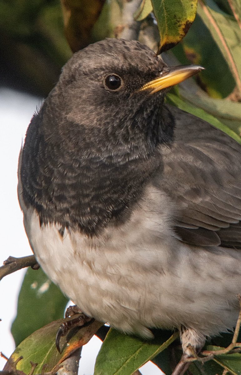 PaulHdigiman's tweet photo. #Male #blackthroatedthrush #whipsnadezoo #Bedfordshire #wildbird #extremedigiscoping #60xmagnification #fullzoom #rarebird #birdguides #panasonicg9 #kowa884scope @bedsbirdsnews @RareBirdAlertUK @BirdGuides @LumixUK @KowaOpticsEU @KowaOptics @ZSLWhipsnadeZoo @megtitcombe @b4rny https://t.co/4bRc8JS4px