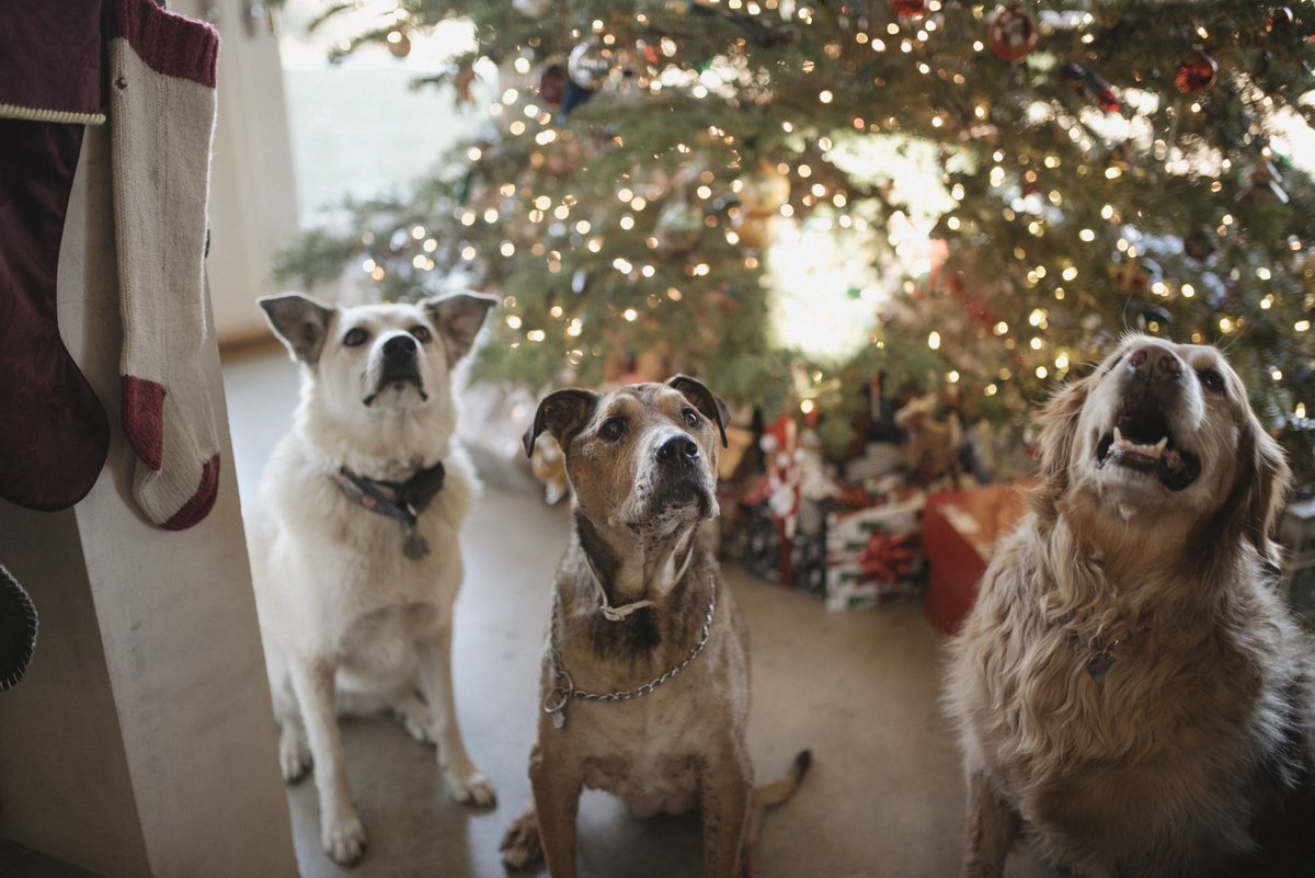 SuffolkDogDay's tweet photo. Woofers! π Let's spread some festive joy among our furry friends - share your cute pictures with us in the comments below (or using #SDDXmas!) and let us know how you'll be spending the next few days... #SuffolkDogDay #SuffolkDogs
https://t.co/jNOywmZ7wt
πΆπΎβ¨πΆπΎ https://t.co/ESVINVAbpW