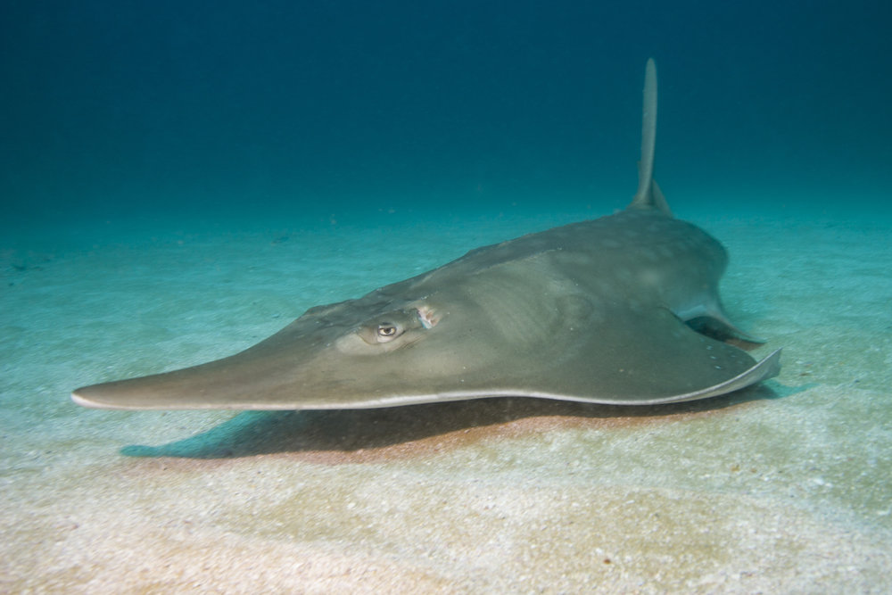 Wedgefish are a rare type of ray that grow to over 3 metres long. All 10 species are critically endangered due to overfishing & habitat loss.

(Photo: Matt Potenski)