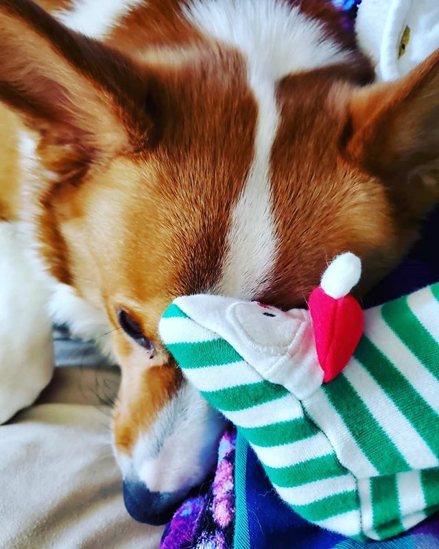 foolofapup's tweet photo. Sundays are for cuddles with little feet in footie pajamas. ~
~
#corgi #cuddles #cutest #aww #goodboy #bestdog #doglife #cute #christmas #averylgchristmas #dailycorgi #dailyfluff #dailydog #dogoftheday #dogphotography #sleepingbeauty #naptime #sundayfund… https://t.co/PRVTSHefZZ https://t.co/ozS6DOd1jI