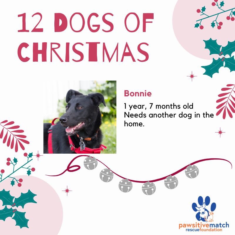 11th Dog of Christmas is sweet Bonnie. This beautiful girl would love a forever home.
pawsitivematch.org/dogs/bonnie/ #12DaysOfChristmas #adoptabledogs