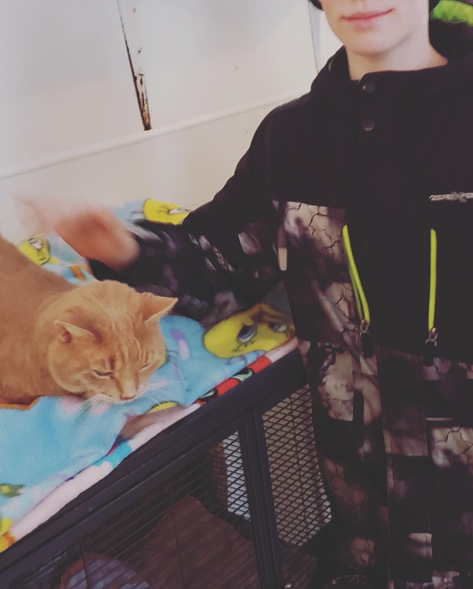 srfcsd's tweet photo. #srfsaints went to the #cat palace this past week to donate time and visit with some animals that needed some love! #yearofinnovation #srfcsd #srfcatpalace #volunteering #givingback https://t.co/ycVZUUtqHi