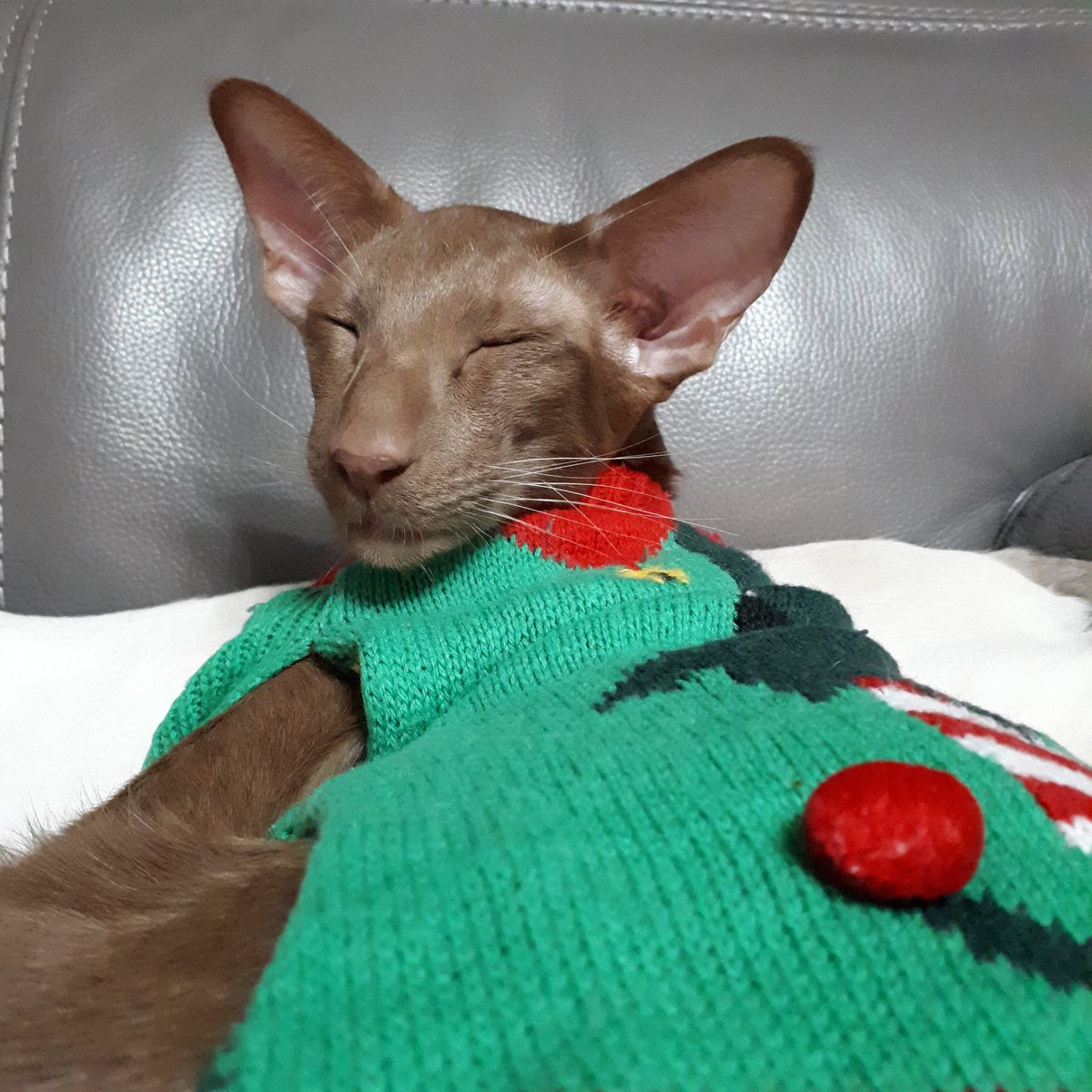 jolenehunter's tweet photo. Our festive #HandsomeElf is back! 🎄 #WheresWalter🐒 #TeamDiablo #CatsOfTwitter #catsofinstagram @Diablo_Siamese https://t.co/C0bBZHzxfb