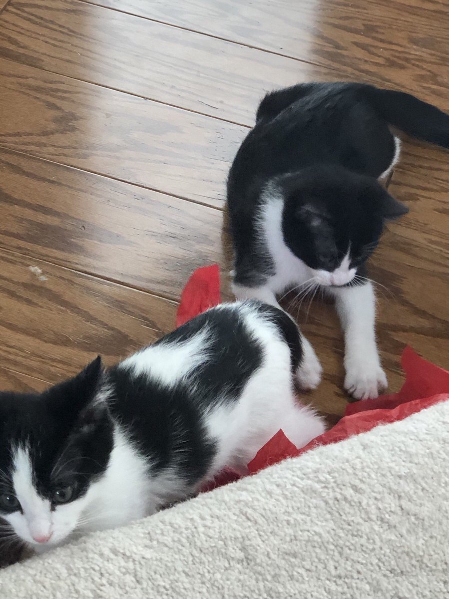 b3dazzl3d's tweet photo. We iz halping mama!
#christmaskitties #helpfulkittens https://t.co/ifwLxDGgfv
