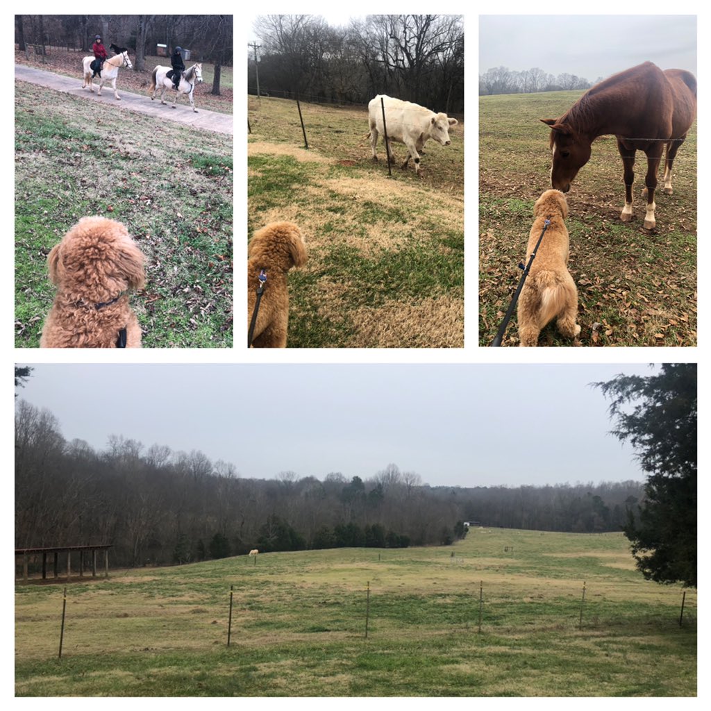 Carolinagal007's tweet photo. @ThreadTrail #optoutside #sundayfunday at Anne Spring Close Greenway https://t.co/DFUjF5r0df